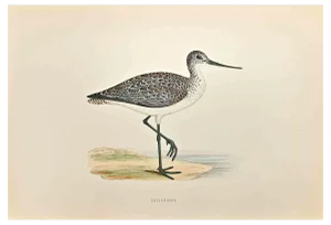 Alexander Francis Lydon, Greenshank, Woodcut Print, 1870