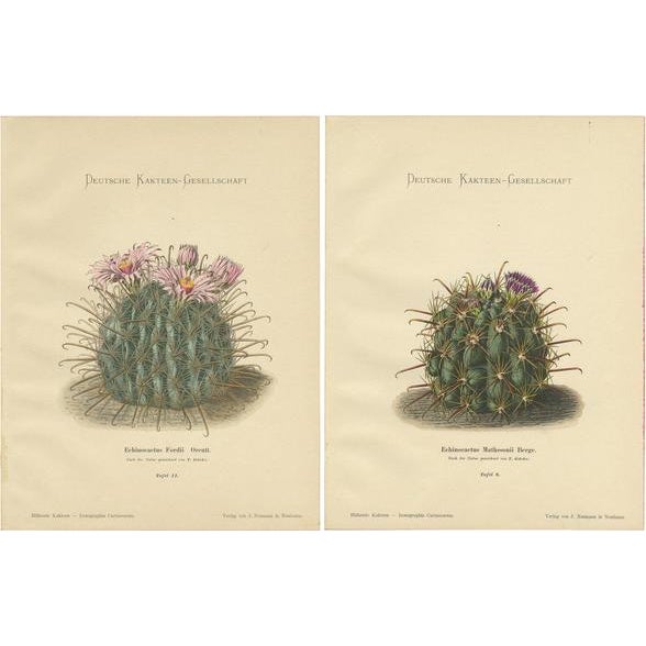 Cactus Prints, 1910, Paper, Set of 2 For Sale - Image 6 of 6