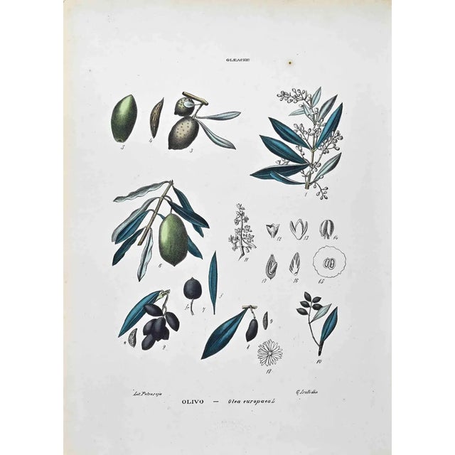 Vincenzo Tenore, The Olaceae, Lithograph, 1870s For Sale