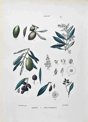 Vincenzo Tenore, The Olaceae, Lithograph, 1870s