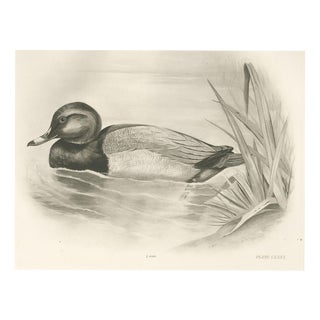 After Lilian Medland, Pochard, 1909, Print For Sale