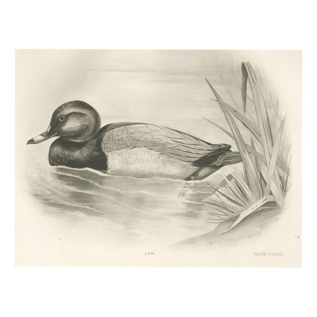 After Lilian Medland, Pochard, 1909, Print For Sale