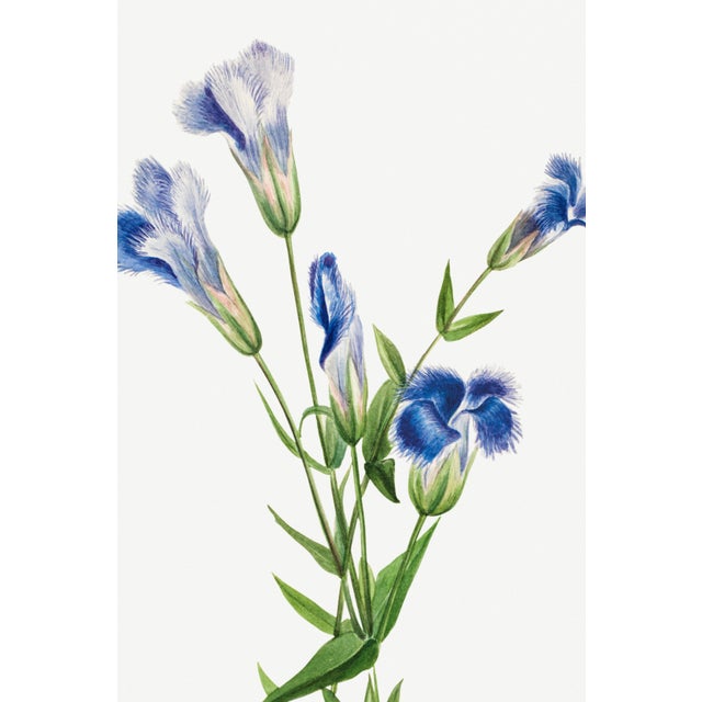 Paper Fringed Gentian, Vintage Botanical Art Print Reproduction by Mary Vaux Walcott, 40" X 60" For Sale - Image 7 of 11