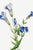 Paper Fringed Gentian, Vintage Botanical Art Print Reproduction by Mary Vaux Walcott, 40" X 60" For Sale - Image 7 of 11