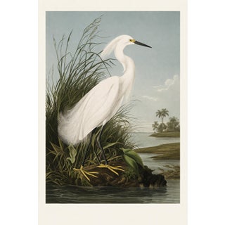 Egret Study Wall Art, Coastal Bird Art Print, 24″ × 36″ For Sale