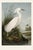 Egret Study Wall Art, Coastal Bird Art Print, 24″ × 36″ For Sale