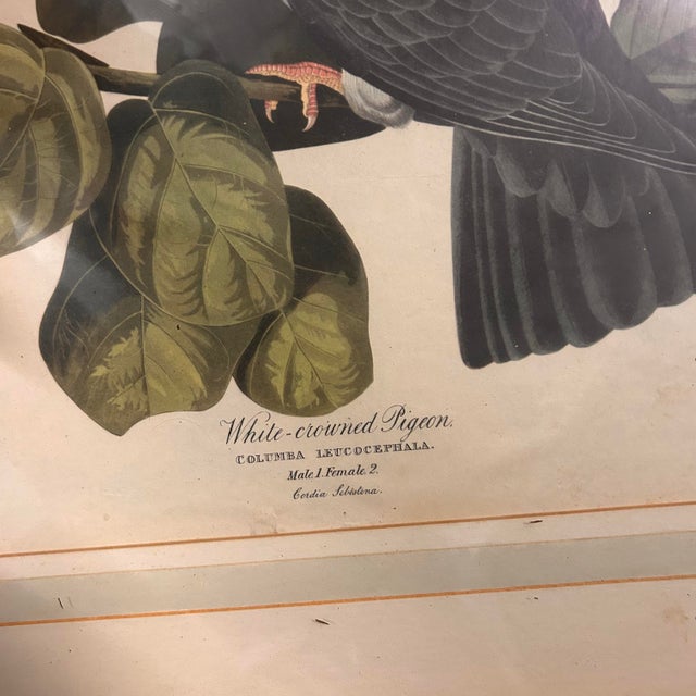 Mid 20th Century Mid 20th Century Framed Audubon “White-Crowned Pigeon” Print – Vintage Ornithological Illustration For Sale - Image 5 of 9