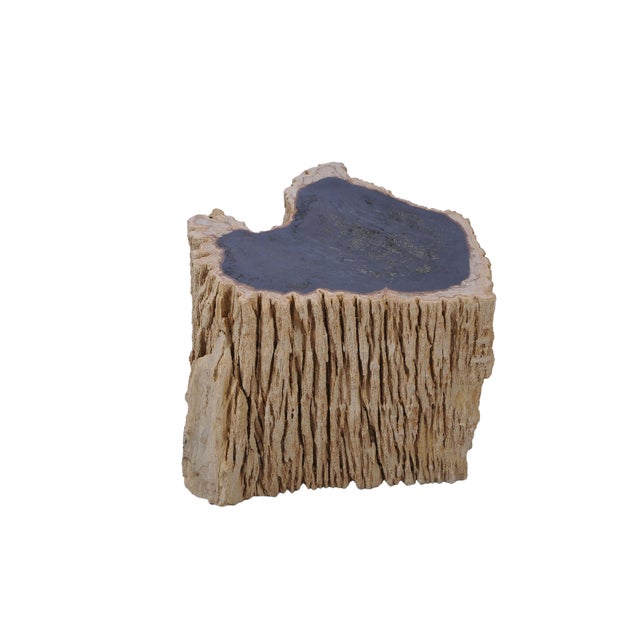 Petrified Wood Side Table Trunk by Xyleia Petrified Wood For Sale - Image 4 of 6
