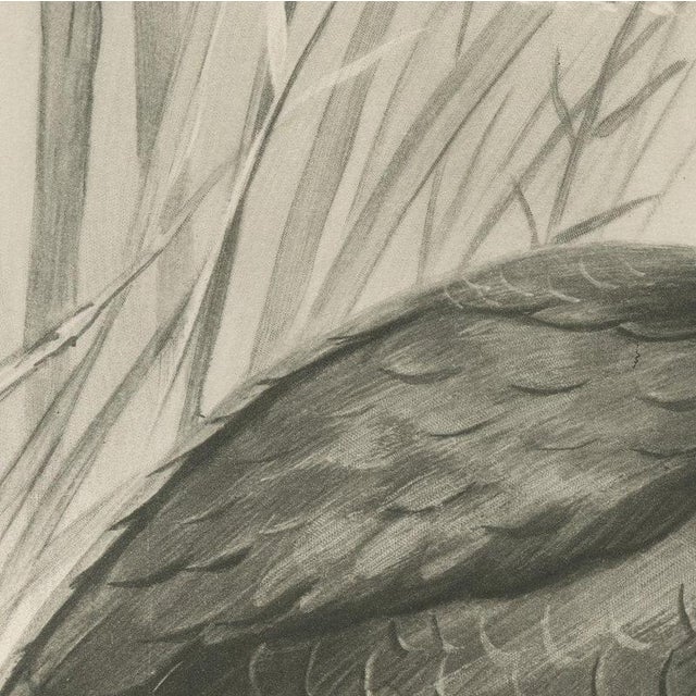 After Lilian Medland, Glossy Ibis, 1909, Print For Sale - Image 6 of 9
