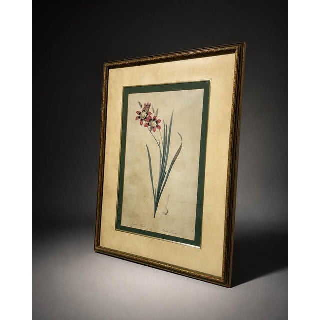 French Country Vintage-Style Ixia Botanical Wall Art For Sale - Image 3 of 5