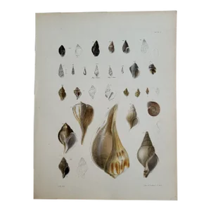 1800s Hand Colored Shell Lithograph, Coastal New York