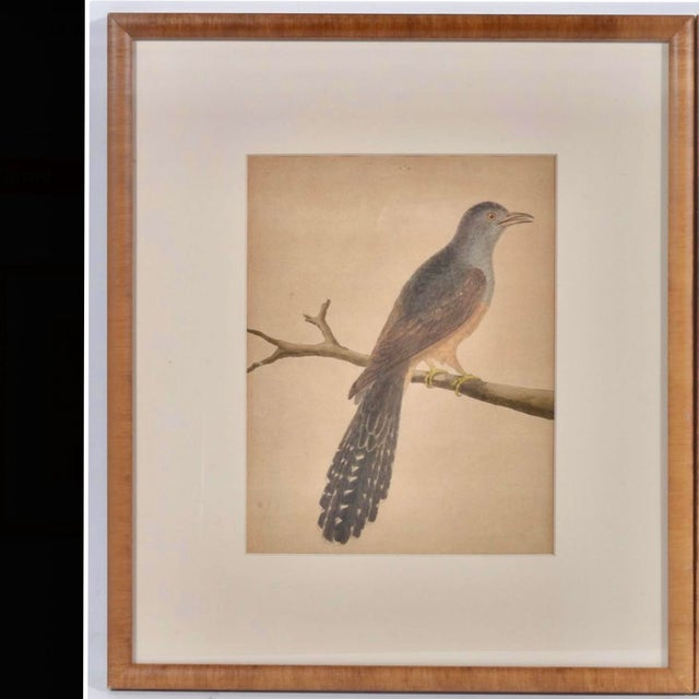 Birds: Antique Copperplate Engravings of by François Martinet - Set of Four For Sale - Image 10 of 14