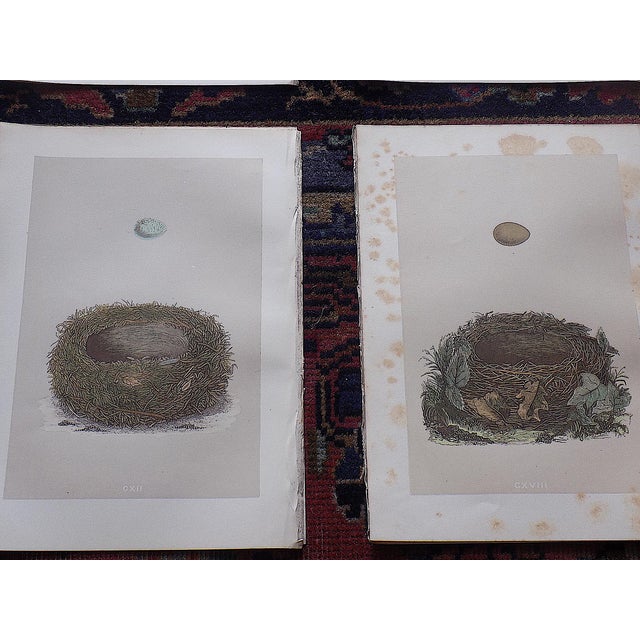 Late 19th Century Antique 19th Century Hand Colored Bird Nest & Egg Lithographs - Set of 12 For Sale - Image 5 of 9
