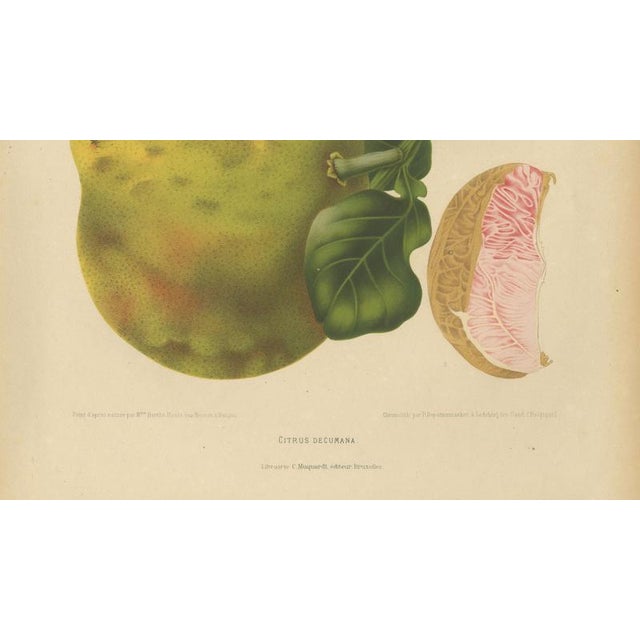Berthe Hoola van Nooten, Grapefruit (Citrus decumana), 1880, Chromolithograph For Sale - Image 4 of 9