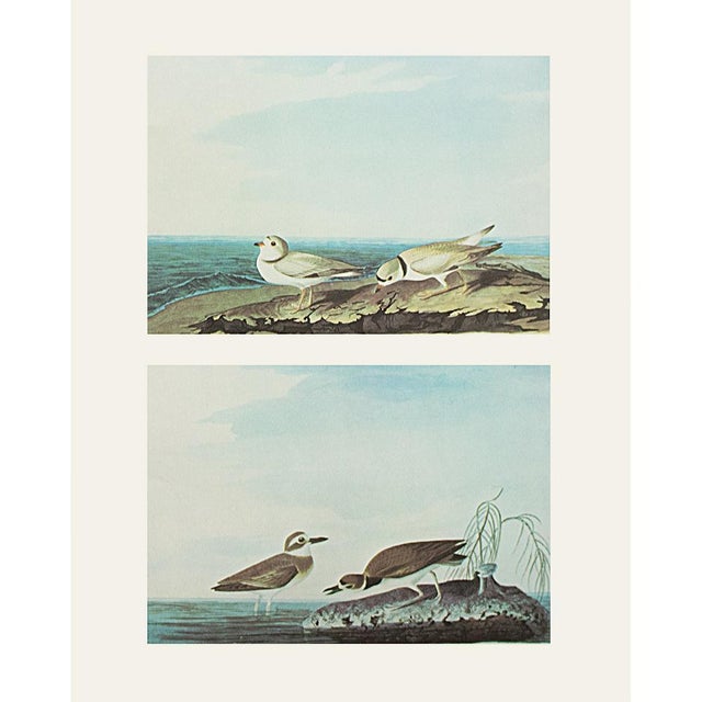 1960s 1966 Vintage Nautical Cottage Print "Piping Plover and Wilson's Plover" After John James Audubon For Sale - Image 5 of 5