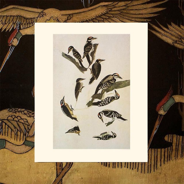 1966 Vintage Cottage Print "Woodpeckers" After John James Audubon For Sale In Dallas - Image 6 of 7