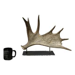 Side Mounted Moose Antler/Paddle 2 For Sale
