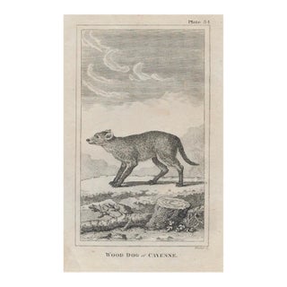 Antique Wood Dog of Cayenne 18th Century Engraving For Sale