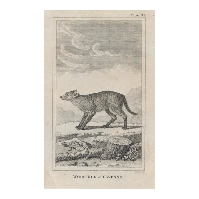 Antique Wood Dog of Cayenne 18th Century Engraving For Sale
