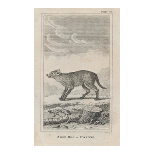 Antique Wood Dog of Cayenne 18th Century Engraving