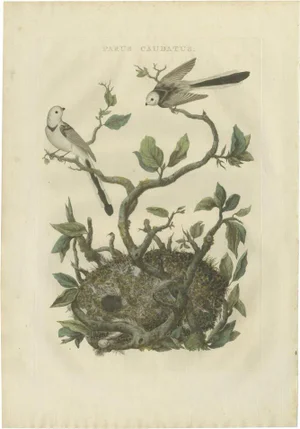 Sepp & Nozeman, Long-Tailed-Tit, 1770, Paper
