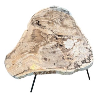 Andrianna Shamaris Minimalist Petrified Wood Coffee Table or Side Table For Sale