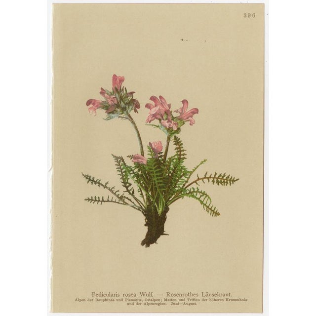 Black After Anton Hartinger, Pedicularis Botanical Plates, 1897, Chromolithographs, Set of 3 For Sale - Image 8 of 10