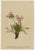 Black After Anton Hartinger, Pedicularis Botanical Plates, 1897, Chromolithographs, Set of 3 For Sale - Image 8 of 10