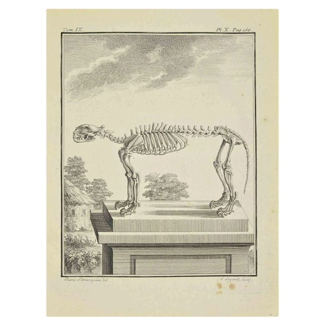 Louis Legrand, The Skeleton, Etching, 1771 For Sale