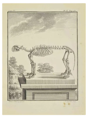 Louis Legrand, The Skeleton, Etching, 1771