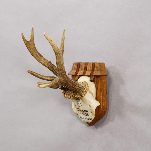 Rustic European Abnormal Red Deer Trophy by Philipp Ernst, Prince of Thurn and Taxis, 1935 For Sale - Image 3 of 6