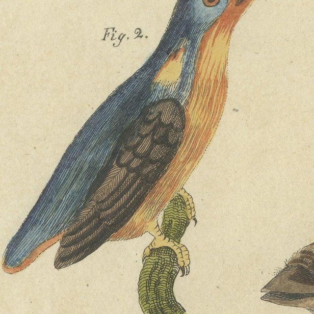 Bertuch, Four Kingfishers on Branches, 1818, Print For Sale - Image 9 of 12