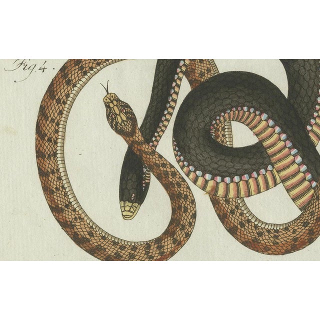 Black Bertuch, Four Exotic Snakes, 1802, Engraving For Sale - Image 8 of 10