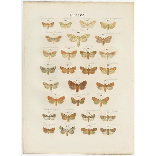 Ramann, Butterflies and Moths, 1870, Set of 5 For Sale - Image 6 of 7