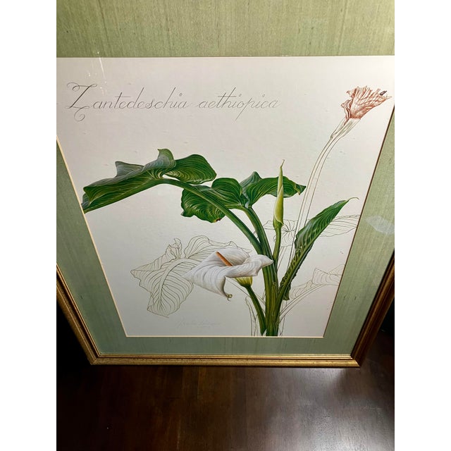 Vintage Thalia Lincoln Calla Lily Botanical Print - Framed 1973 Lithograph For Sale - Image 4 of 18