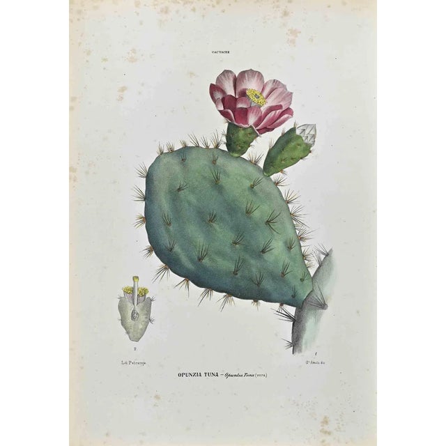 Vincenzo Tenore, The Cactaceae, Lithograph, 1870s For Sale