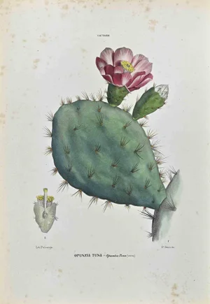 Vincenzo Tenore, The Cactaceae, Lithograph, 1870s