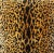 French Provincial Scalamandre Leopardo/Leopard Feather/Down Pillow 24" Square For Sale - Image 3 of 5