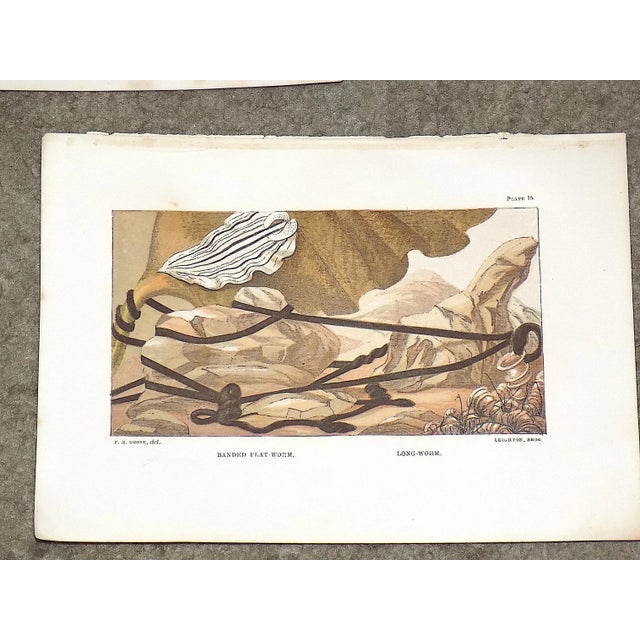Antique 19th Century Sea Creature Lithographs--Set of 7 For Sale In Cincinnati - Image 6 of 9