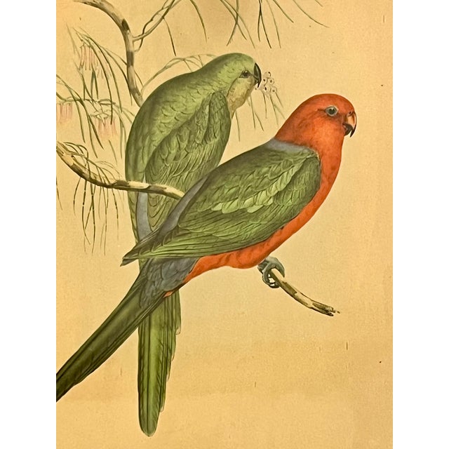 Early 20th Century Framed J. Gould Bird Prints in Ornate Gilt Frames - a Pair For Sale - Image 14 of 18