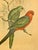 Early 20th Century Framed J. Gould Bird Prints in Ornate Gilt Frames - a Pair For Sale - Image 14 of 18