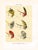 Original mid-century color lithograph print of Lake fishing flies. Based on the designs of the American sportsman Charles...