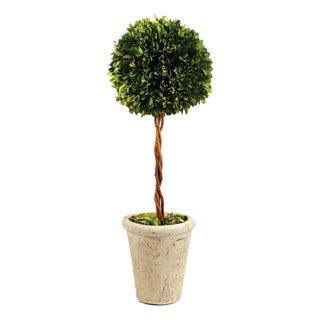 Boxwood Single Sphere Topiary 18.5" For Sale