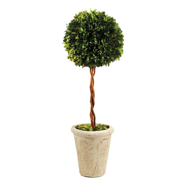 Boxwood Single Sphere Topiary 18.5" For Sale