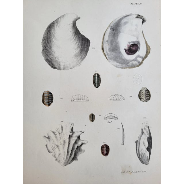 American Antique Hand Colored Seashell Lithograph by Lith of Endicott, New York For Sale - Image 3 of 4