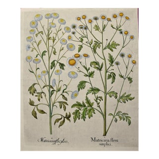 Flowering Feverfew Plants: A 17th C. Besler Hand-Colored Botanical Engraving, 1640 For Sale