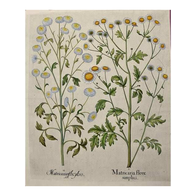 Flowering Feverfew Plants: A 17th C. Besler Hand-Colored Botanical Engraving, 1640 For Sale
