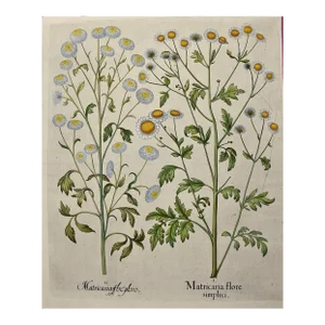 Flowering Feverfew Plants: A 17th C. Besler Hand-Colored Botanical Engraving, 1640