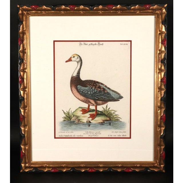 George Edwards Johann Seligmann Set of Six Engravings of Water Birds For Sale - Image 4 of 10