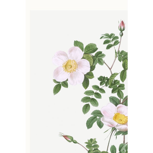 Rose White Rose, Vintage Botanical Art Print Reproduction by Pierre-Joseph Redouté, 20" X 30" For Sale - Image 8 of 11